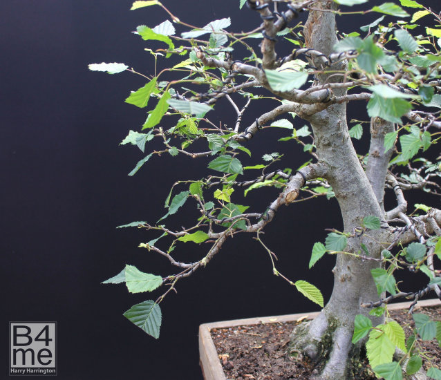 hornbeam bonsai defoliation